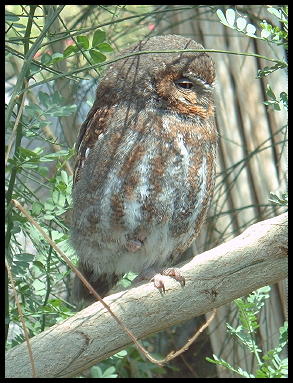 Desert Elf Owl